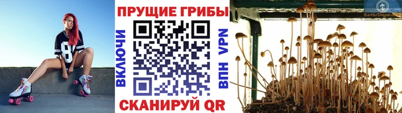 купить наркоту  Видное  Галлюциногенные грибы прущие грибы 